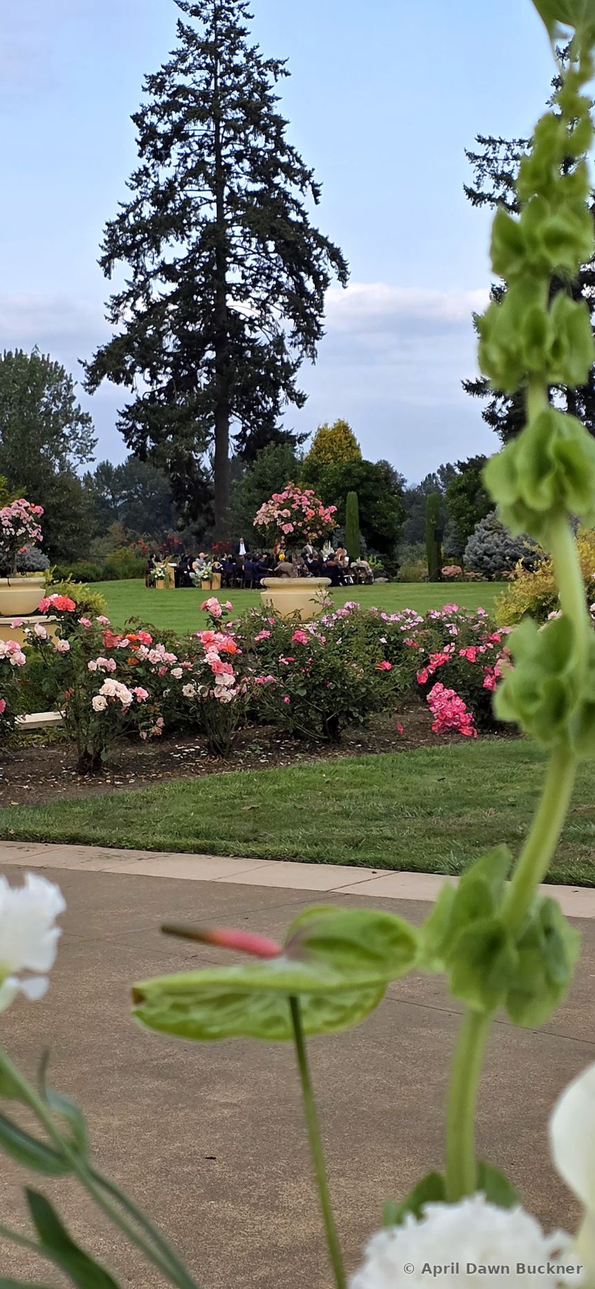 Tall green flower stalks with pink blooms in the garden, trees in the distance